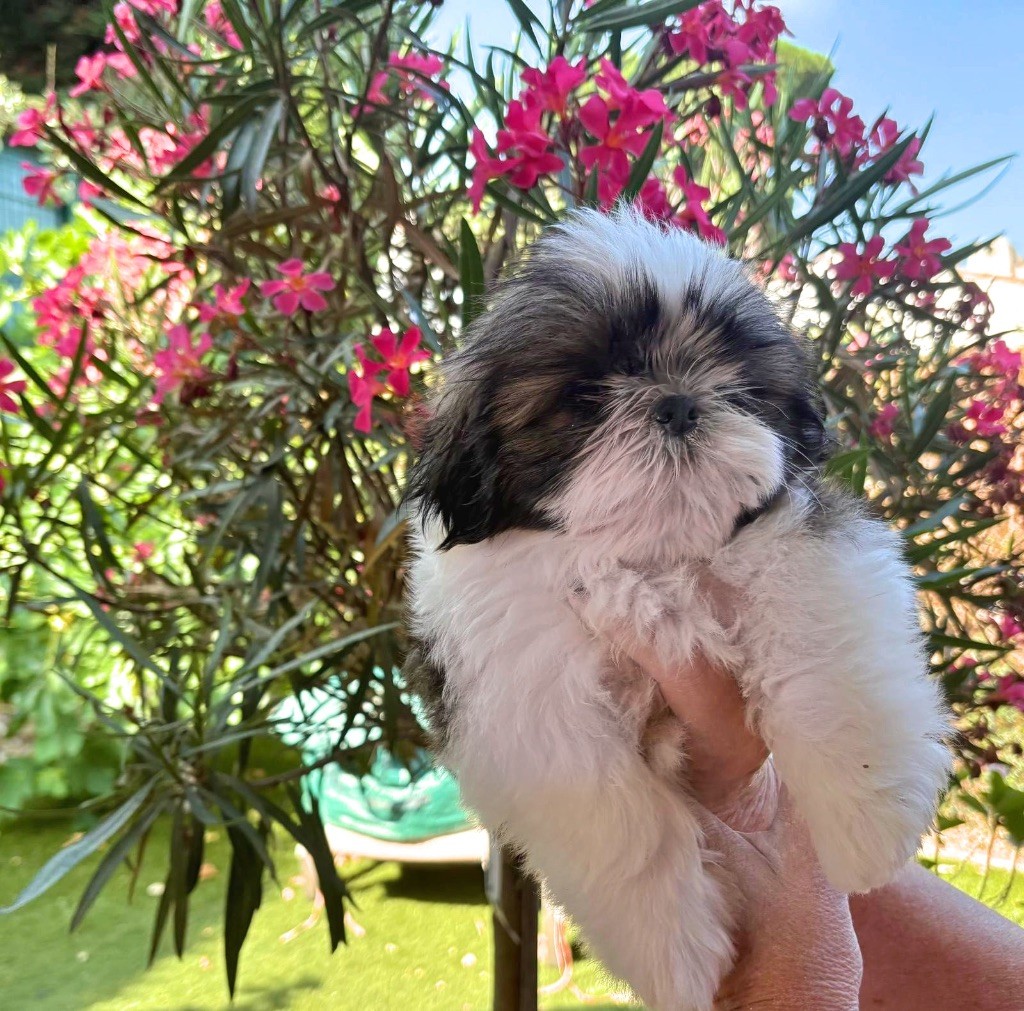 Des Trésors De Tanhankara - Chiots disponibles - Shih Tzu