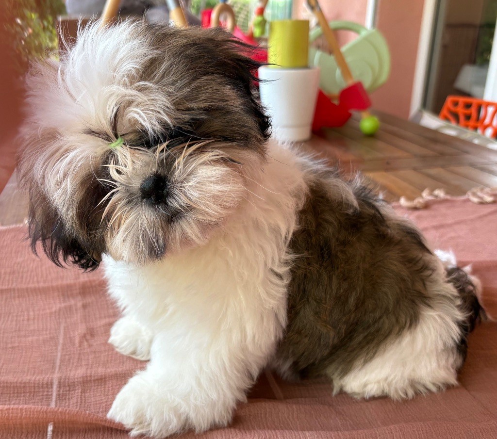 Des Trésors De Tanhankara - Chiots disponibles - Shih Tzu