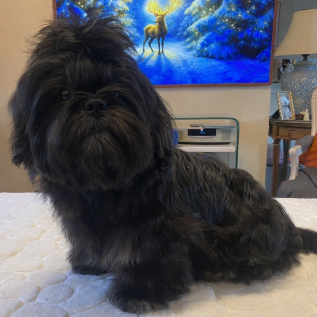 Des Trésors De Tanhankara - Chiots disponibles - Shih Tzu