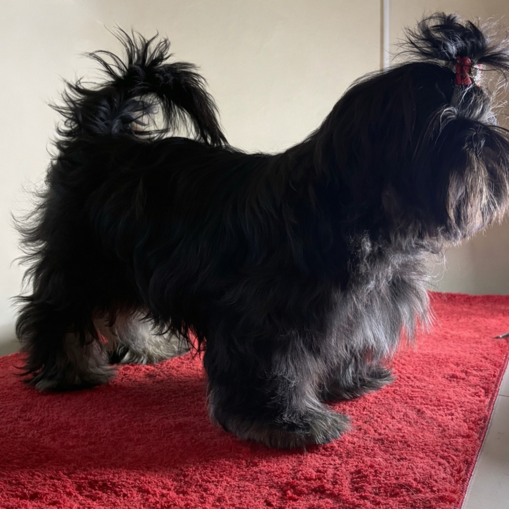 Des Trésors De Tanhankara - Chiots disponibles - Shih Tzu