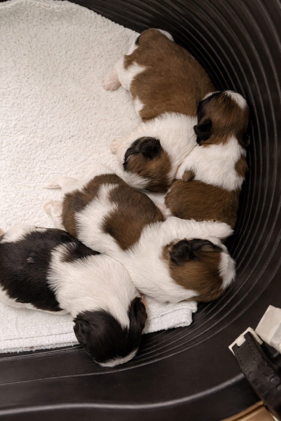 Chiot Shih Tzu Des Trésors De Tanhankara