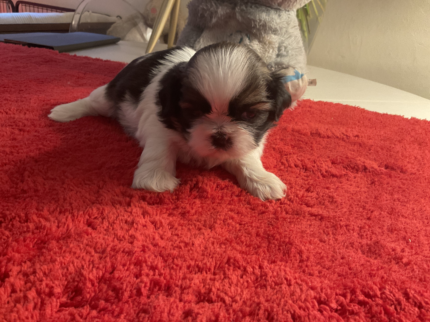 Des Trésors De Tanhankara - Chiots disponibles - Shih Tzu