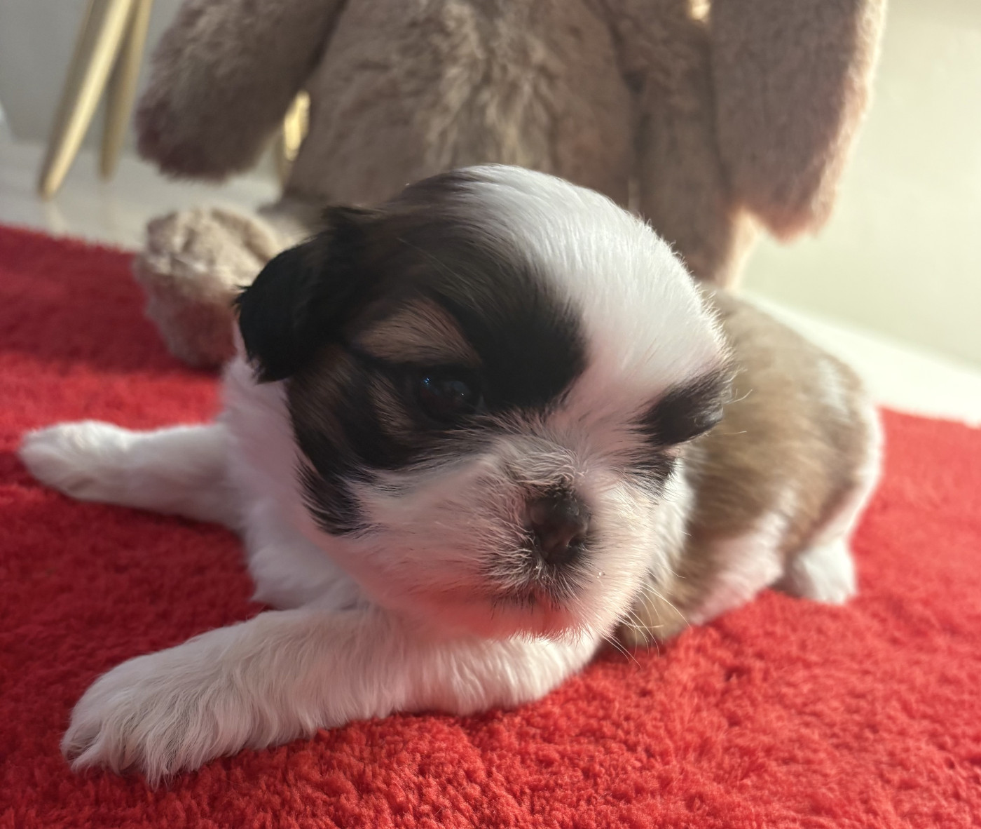 Des Trésors De Tanhankara - Chiots disponibles - Shih Tzu