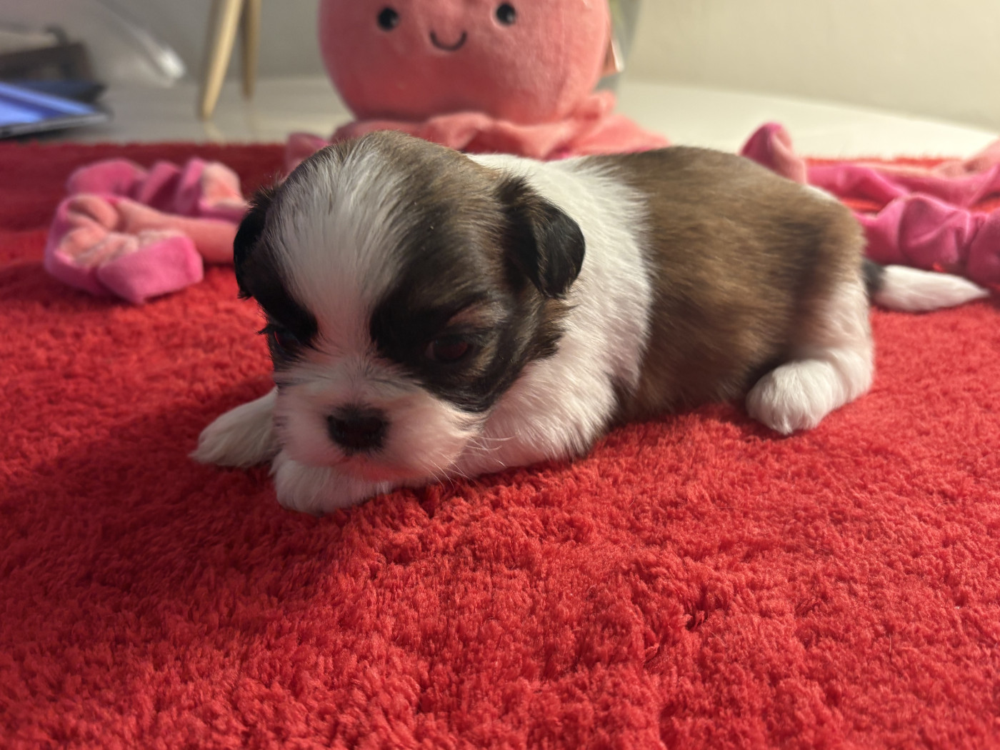 Des Trésors De Tanhankara - Chiots disponibles - Shih Tzu