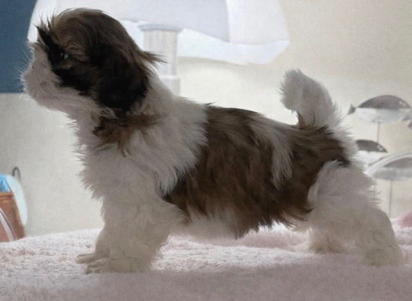 Des Trésors De Tanhankara - Chiots disponibles - Shih Tzu