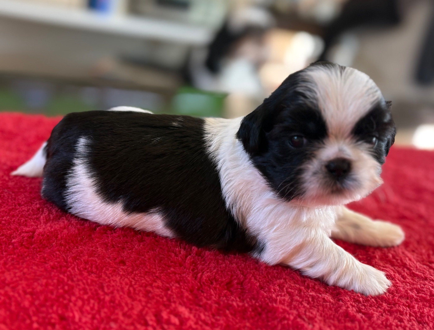 Des Trésors De Tanhankara - Chiots disponibles - Shih Tzu