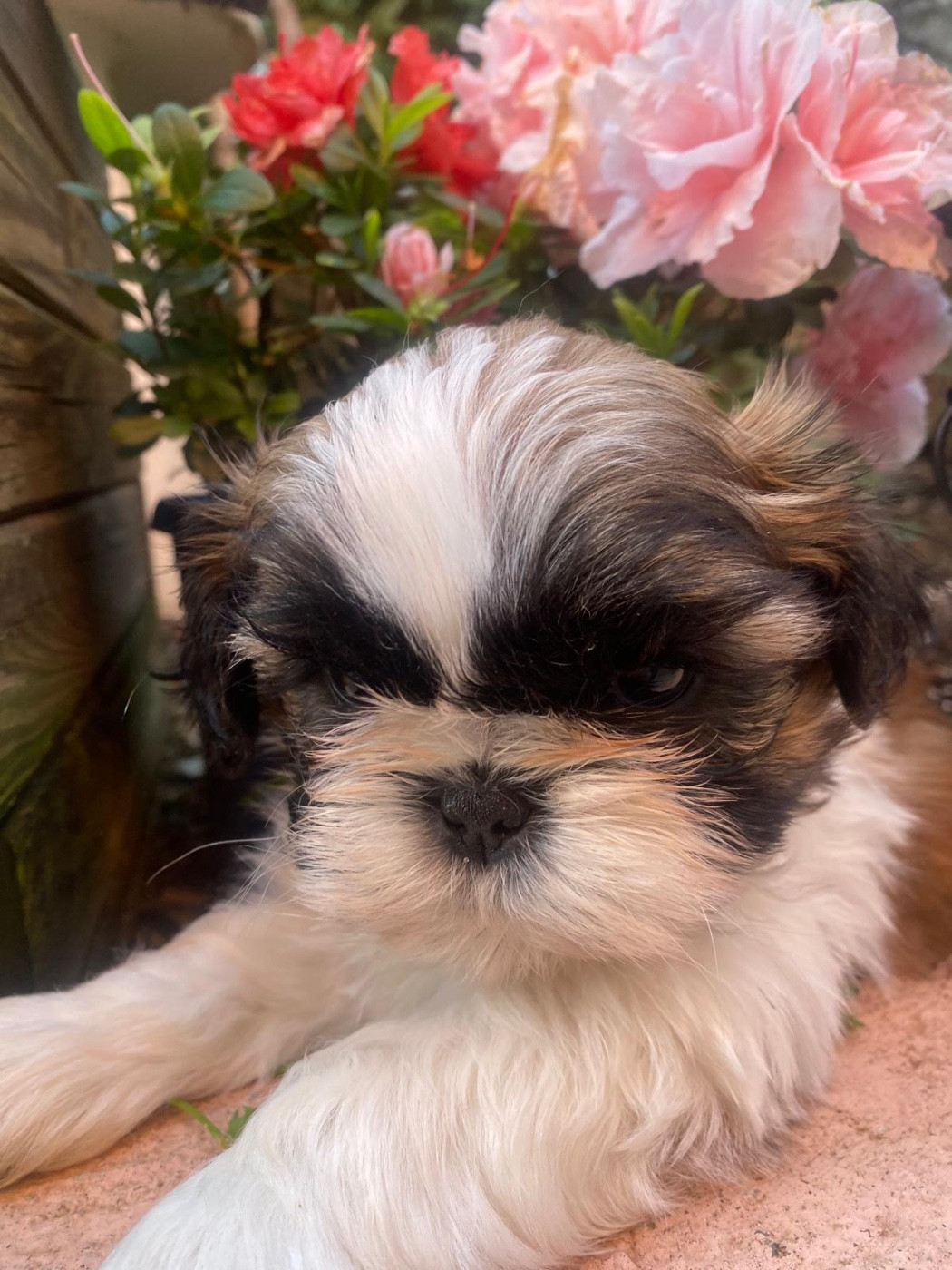 Des Trésors De Tanhankara - Chiots disponibles - Shih Tzu