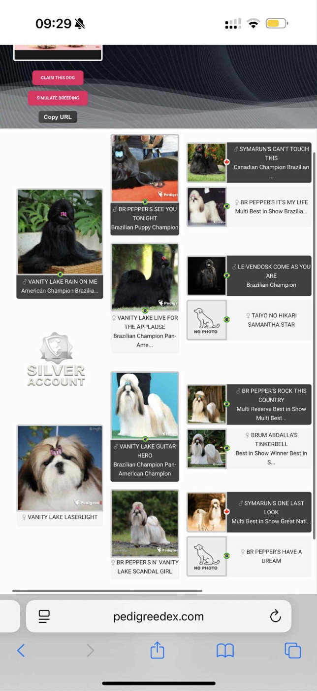 Des Trésors De Tanhankara - Shih Tzu - Portée née le 03/02/2026