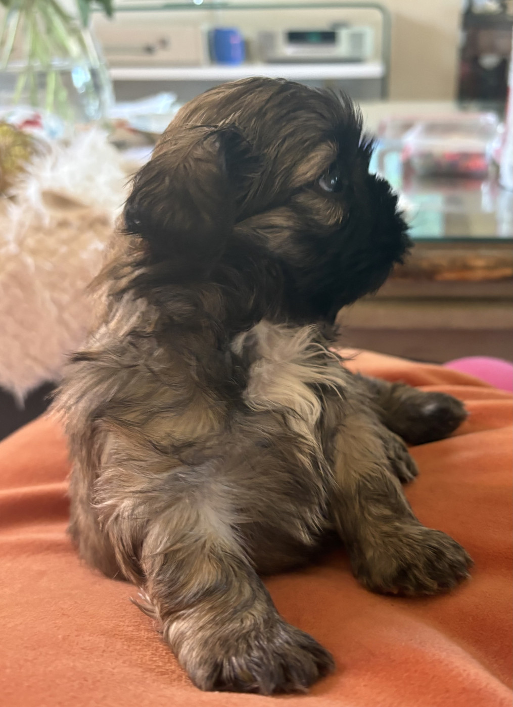 Des Trésors De Tanhankara - Chiots disponibles - Shih Tzu