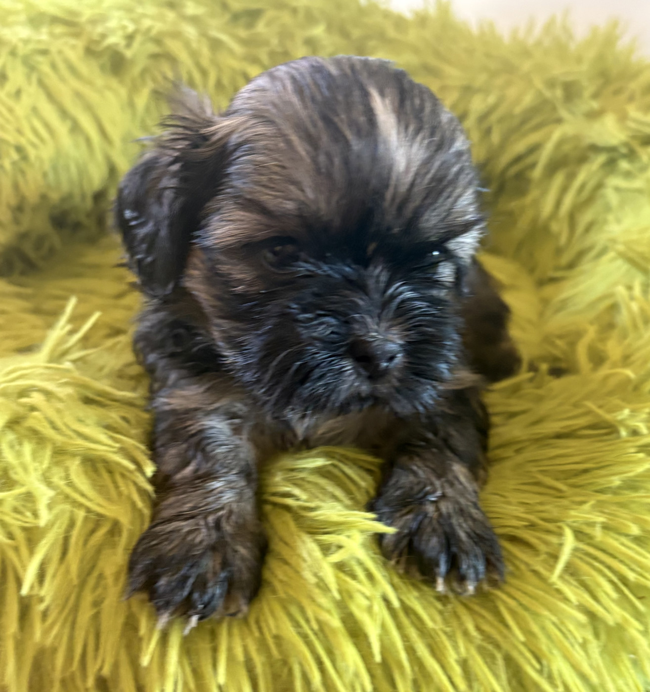 Des Trésors De Tanhankara - Chiots disponibles - Shih Tzu
