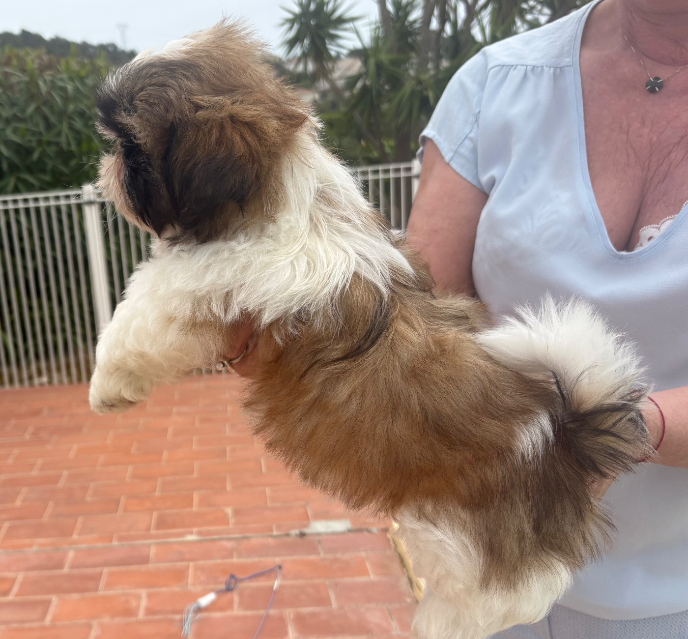 Des Trésors De Tanhankara - Chiots disponibles - Shih Tzu