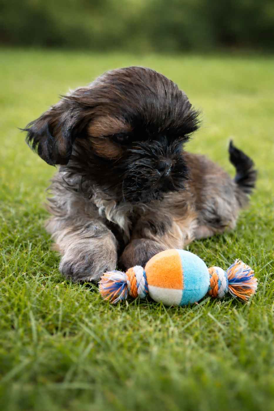Des Trésors De Tanhankara - Chiots disponibles - Shih Tzu