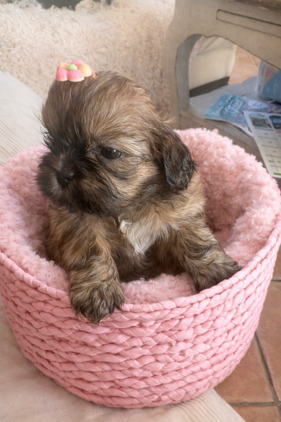 Des Trésors De Tanhankara - Chiots disponibles - Shih Tzu