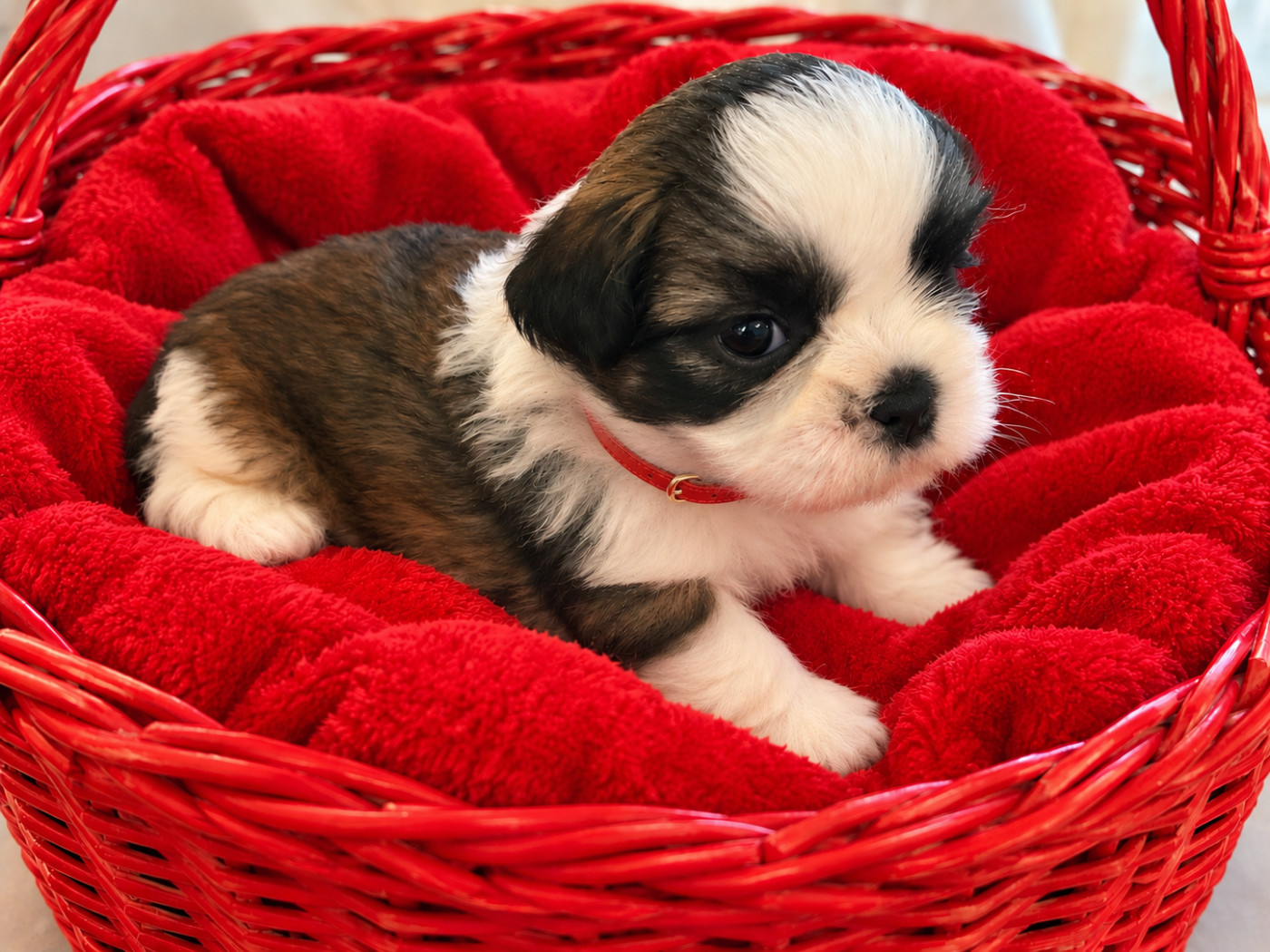 Des Trésors De Tanhankara - Chiots disponibles - Shih Tzu