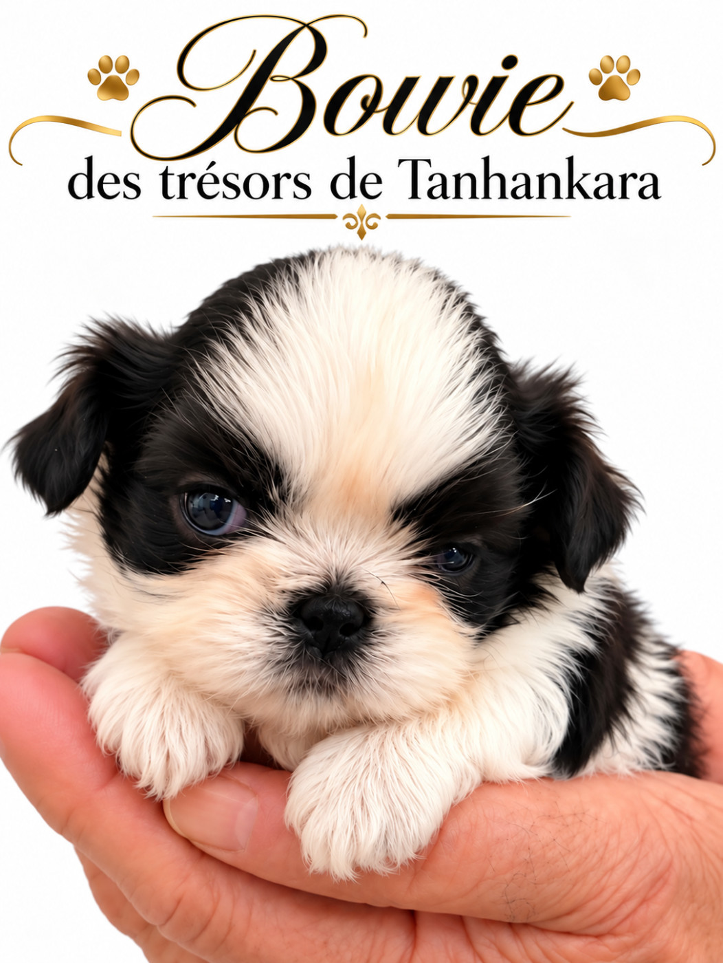 Des Trésors De Tanhankara - Chiots disponibles - Shih Tzu