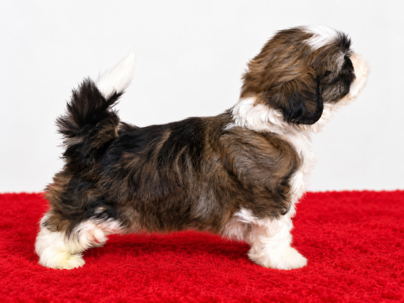 Des Trésors De Tanhankara - Chiots disponibles - Shih Tzu