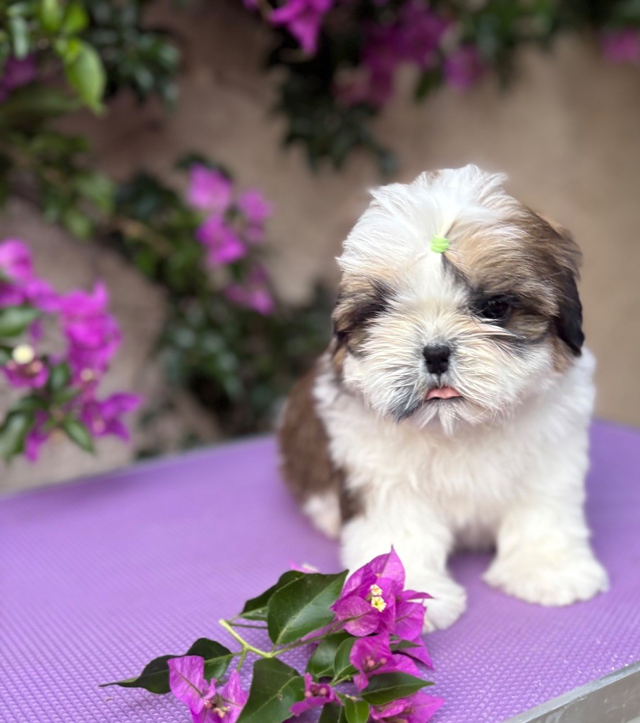 Des Trésors De Tanhankara - Chiots disponibles - Shih Tzu