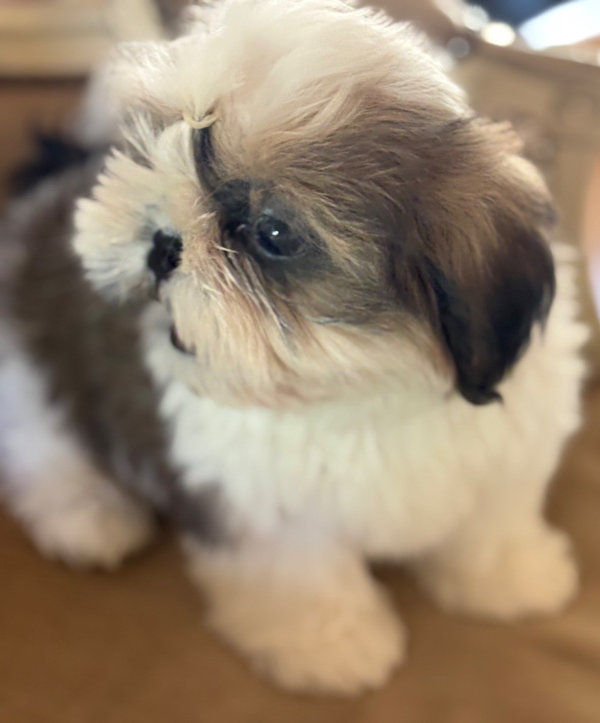 Des Trésors De Tanhankara - Chiots disponibles - Shih Tzu