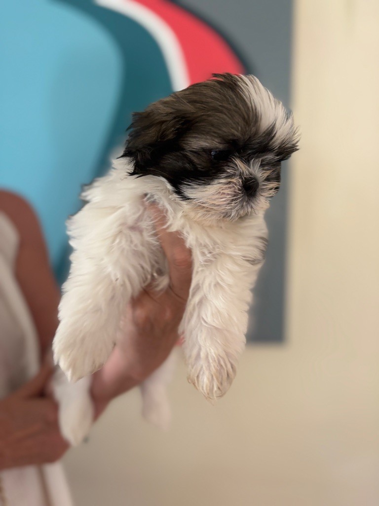 Des Trésors De Tanhankara - Chiots disponibles - Shih Tzu
