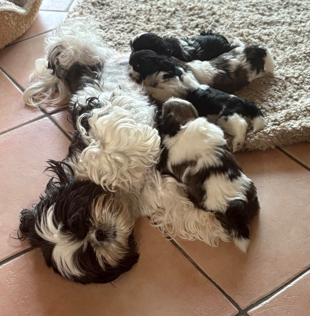 Chiot Shih Tzu Des Trésors De Tanhankara