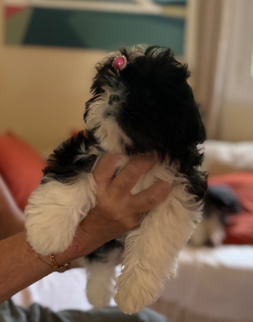 Des Trésors De Tanhankara - Chiots disponibles - Shih Tzu