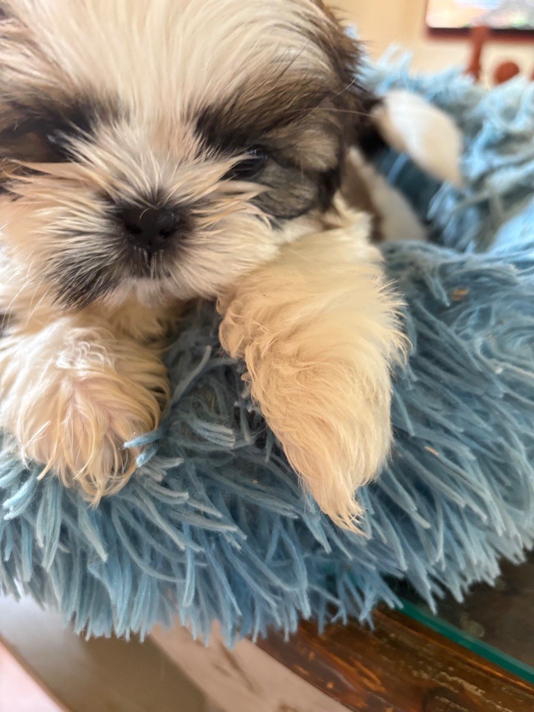 Des Trésors De Tanhankara - Chiots disponibles - Shih Tzu