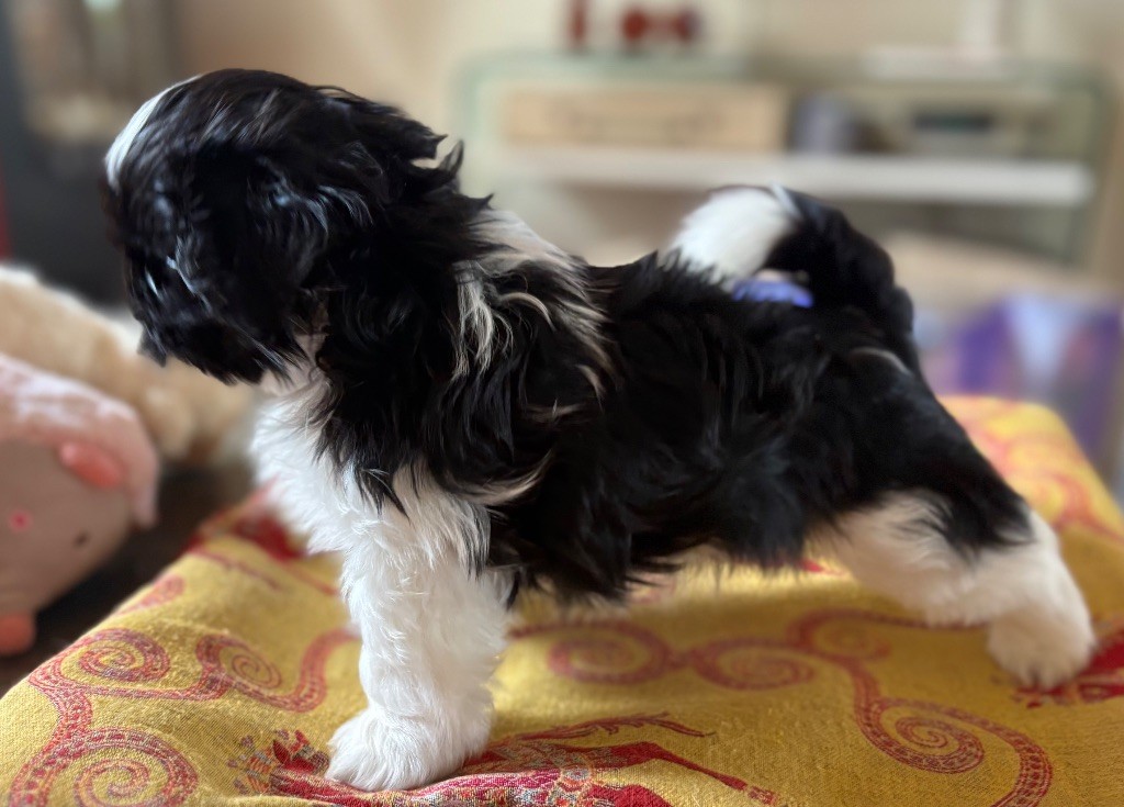 Des Trésors De Tanhankara - Chiots disponibles - Shih Tzu