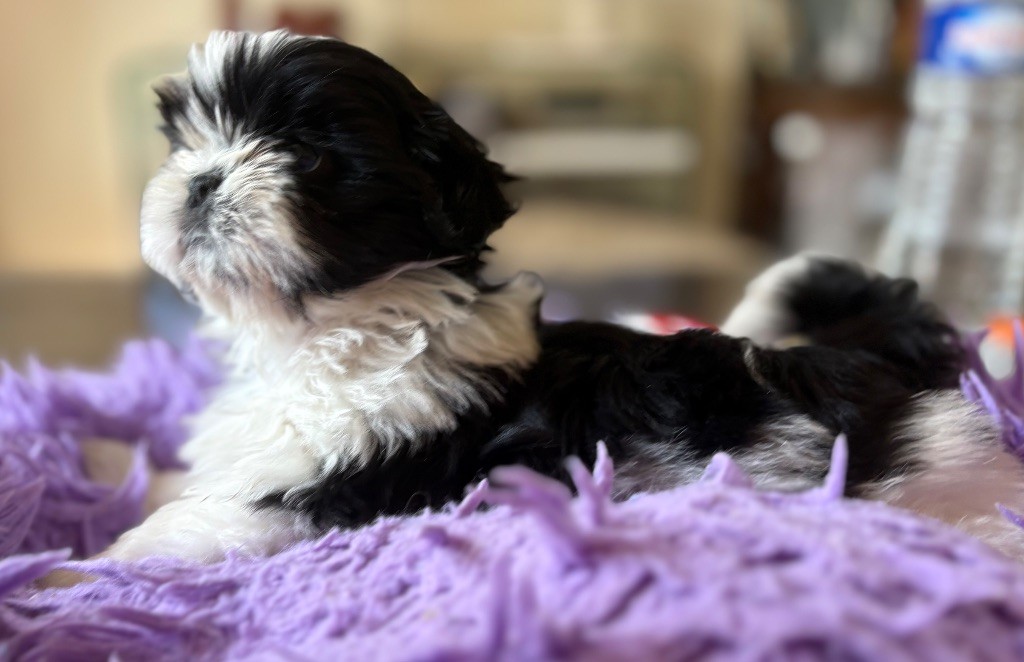 Des Trésors De Tanhankara - Chiots disponibles - Shih Tzu