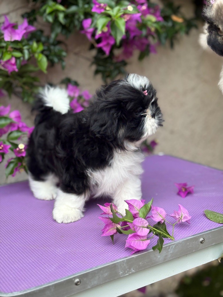 Des Trésors De Tanhankara - Chiots disponibles - Shih Tzu